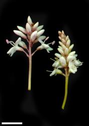 Veronica subalpina. Inflorescences, with bisexual flowers (left) and female flowers (right). Scale = 10 mm.
 Image: W.M. Malcolm © Te Papa CC-BY-NC 3.0 NZ